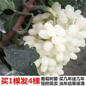 新品种马奶提子无核奶油葡萄树苖白葡萄苖南北方四季种植当年结果