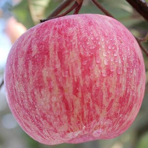 山东秦脆苹果苖秦蜜苹果树苖特大早熟晚熟脆甜红富士当年结果
