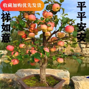 枇杷树室内盆栽 枇杷树室内盆栽品牌 价格 阿里巴巴