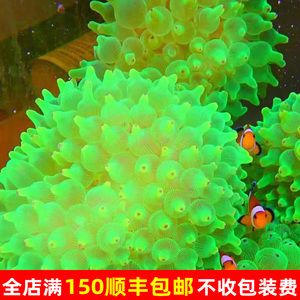 超荧光绿奶嘴海葵珊瑚小丑鱼共生软体海水生物超奶新手好养