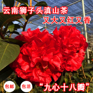 云南山茶花盆栽庭院植物花卉树苗狮子头红色花绿化造景植物花期长