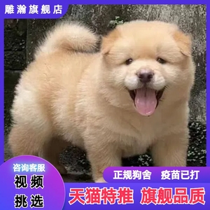 土松犬中华田园幼犬小土狗狗纯黑猎犬长毛可爱网红看五黑犬五红犬