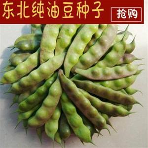 东北黑龙江油豆角种子开锅烂正宗东北九月青油豆种子蔬菜种子易种