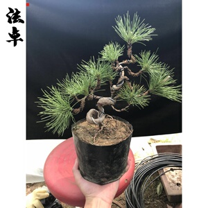 五针松盆栽盆景日本 淘宝拼多多热销五针松盆栽盆景日本货源拿货 阿里巴巴货源 五针松盆栽盆景日本 淘宝拼多多热销五针松盆栽盆景日本货源拿货 阿里巴巴货源