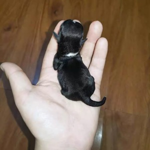 狗狗免费领养茶杯 狗狗免费领养茶杯品牌 价格 阿里巴巴 狗狗免费领养茶杯 狗狗免费领养茶杯品牌 价格 阿里巴巴