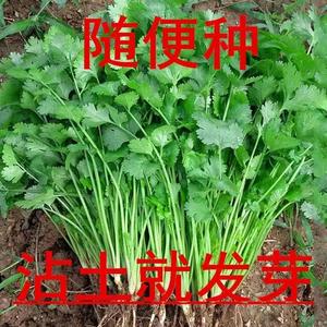 【割完又长】四季香菜种子阳台庭院耐热菜籽菜家庭蔬菜种子大全籽