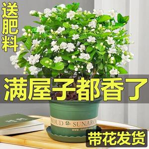 去的驱蚊茉莉花神器室外草苗能驱蚊植物花草幼苗蚊花驱虫室内苞