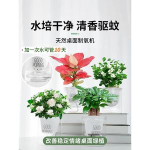 水培驱蚊植物薄荷文竹柏绿萝九里香发财树花盆栽室内情绪稳定绿植