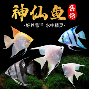 七彩神仙鱼缸热带观赏小型鱼淡水好养易活体宠物鱼苗金鼎鸳鸯燕鱼