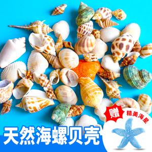 天然贝壳海螺鱼缸造景装饰摆件海星工艺品寄居蟹水族箱布景套装