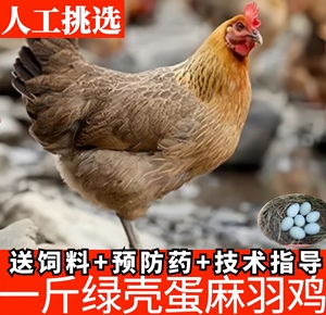 脱温纯种高产蛋麻羽绿壳蛋鸡活苗一斤散养小鸡活体纯土鸡母鸡包邮