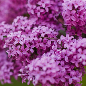 紫丁香花盆栽 紫丁香花盆栽品牌 价格 阿里巴巴