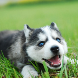 哈士奇幼犬纯种活体阿拉斯加犬雪橇犬二哈幼犬活物大型犬宠物狗狗