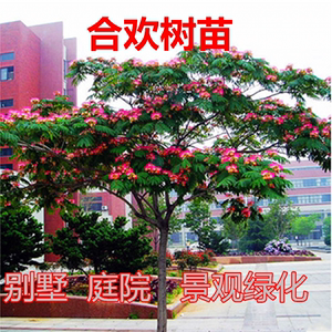 合欢树苗合欢苗绒花树苗芙蓉花树苗庭院盆栽合欢树苗绿化工程花苗