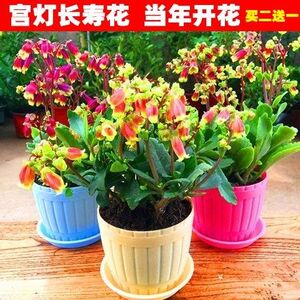 宫灯长寿花倒挂金钟 宫灯长寿花倒挂金钟品牌 价格 阿里巴巴 宫灯长寿花倒挂金钟 宫灯长寿花倒挂金钟品牌 价格 阿里巴巴