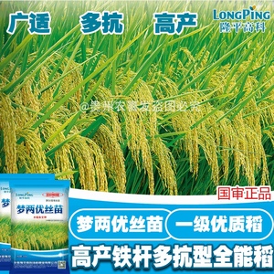 梦两优丝苗谷种高产杂交水稻种子超抗倒抗病耐热高产米质好饭好吃