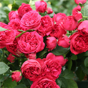 【红色龙沙宝石】天狼月季玫瑰盆栽苗 多季大花爬藤藤本月季