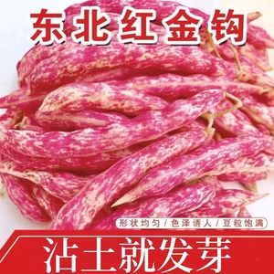 东北红金钩豆角种子高产四季播种春秋架豆油豆角种籽芸豆搭架种籽