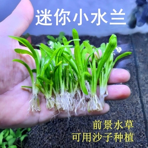 迷你小水兰前景阴性水草原生溪流古法南美缸造景装饰水草