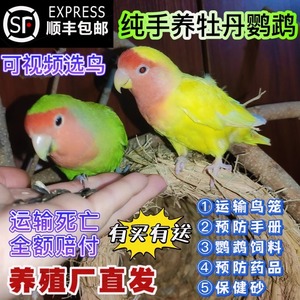 桃脸牡丹鹦鹉活鸟活物小鸟成年繁殖手养黄桃绿桃学说话宠物鸟家养