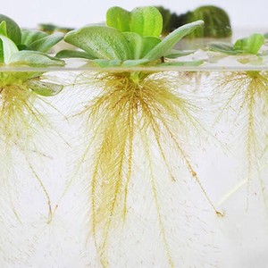 大叶浮草 大叶浮草品牌 价格 阿里巴巴 大叶浮草 大叶浮草品牌 价格 阿里巴巴