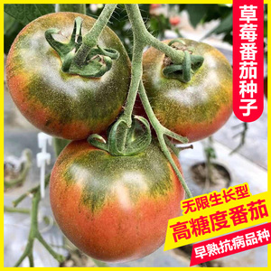 铁皮草莓柿子种籽大全四季盆栽番茄种子苗高产农家西红柿蔬菜种孑