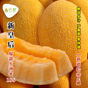 黄皮哈密瓜种籽超甜哈密瓜种子四季阳台盆栽高产香瓜甜瓜水果种子