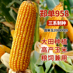 郑单958玉米种籽高产杂交正品玉米种子大田饲料种孑东单1331大全