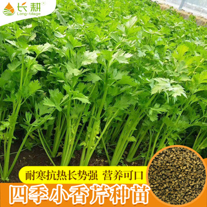 四季芹菜种子大全苗小香芹种籽春季夏秋季阳台农家食蔬菜种孑秧苗