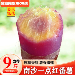 正宗广州南沙一点红番薯板栗紫薯冰淇淋红薯新鲜农家自种粉糯香甜