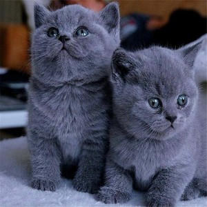 英短蓝猫幼猫布偶猫幼猫加菲猫幼崽美短虎斑猫蓝白英短金银渐层猫