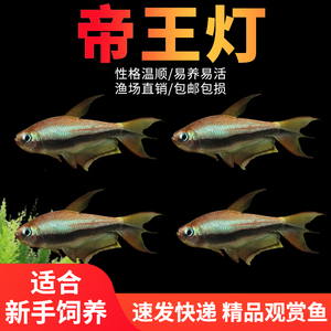 帝王灯鱼三叉尾小型热带鱼黄金红尾帝王灯草缸淡水蓝国王群游鱼