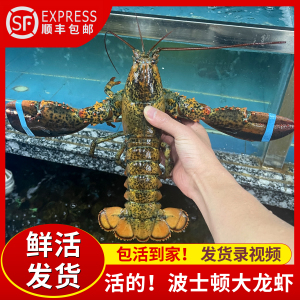 鲜活波士顿龙虾特大1斤-15斤波龙海鲜水产加拿大进口澳洲大龙虾