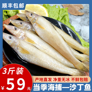 大沙丁鱼新鲜尖梭鱼深海捕鱼鲜活冷冻海鱼沙尖鱼海鲜水产宝宝辅食