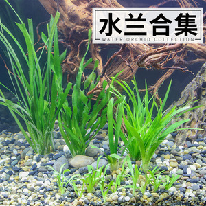 迷你小水兰水草溪流缸造景原生缸植物阴性水培生态鱼缸真草大养鱼