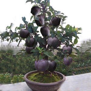 矮化黑钻苹果树果苗盆栽地栽冰糖心苹果苗南北方四季种植当年结。