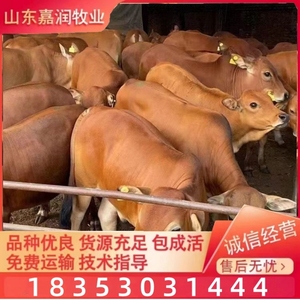 鲁西黄牛活体牛犊子出售西门塔尔牛杂交改良黄牛养殖技术