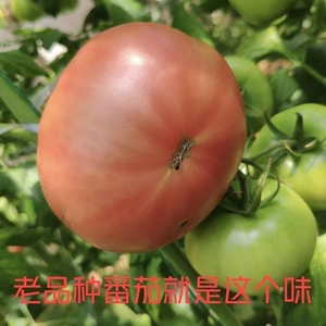 新鲜西红柿番茄老品种沙瓤西红柿蔬菜水果自然成熟批发3-5斤番茄