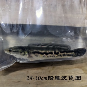 多曼鱼活体 淘宝拼多多热销多曼鱼活体货源拿货 阿里巴巴货源