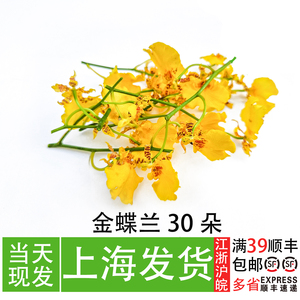 新鲜金蝶兰 跳舞兰花卉 私房菜餐饮摆盘花草西餐酒店冷盘创意点缀