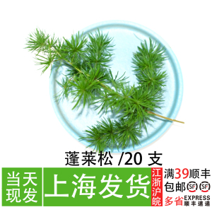 蓬莱松支 绿松枝 西餐私房菜摆盘花草 冷菜意境点缀 创意冷盘装饰