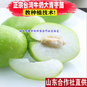 果树 果苗嫁接台湾牛奶枣大青枣树苗南北方种植盆栽地栽特大水果