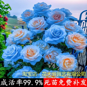 【今日秒杀/买一送一】玫瑰花苗盆栽四季开花耐寒耐热月季蔷薇树