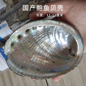 白鼠尾草国产鲍鱼贝壳鼠尾草器皿器具烧盘容器香薰香炉熏香支架