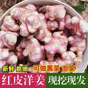 红皮洋姜新鲜现挖紫皮生非野鬼子姜不辣甜阳菊芋腌酱咸菜10斤种籽