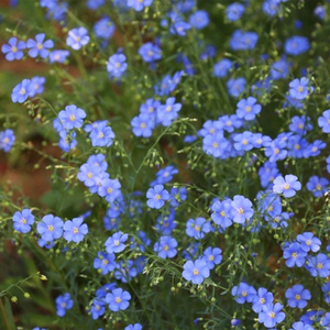 蓝花亚麻花种子室内外盆栽庭院花坛四季播易活多年生蓝紫花卉种孑