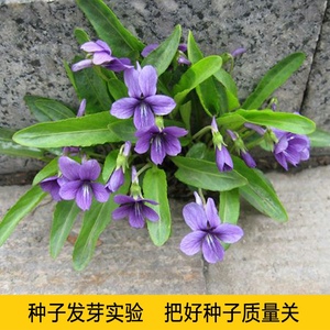 紫花地丁种子中药材紫花地丁花种籽四季种植盆栽药用苦地丁种孑