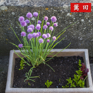 驱虫草籽驱蚊花卉红蜘蛛克星虾夷葱花种子小香葱种籽花葱庭院果园