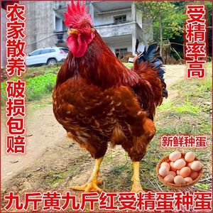 黄脚土鸡种蛋受精蛋土鸡种蛋可孵化纯种小鸡苗黄羽散养柴鸡笨鸡蛋