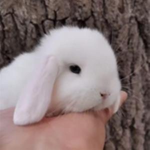兔子活物垂耳兔迷你折耳兔宠物兔子活体纯白垂耳宠物家养可爱垂耳